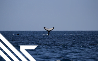 Bitcoin Whales, And Their Impact